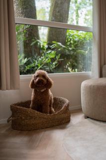 't Veluws Nest - Knus Chalet Veluwe - Hoenderloo, Honden welkom - Hoenderloo - 2