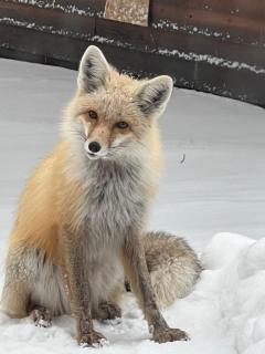 The Fox Den - 0