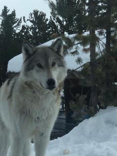 The Fox Den - 5