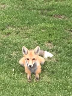 The Fox Den - 3