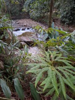 Shamballa - Aroeira - 3