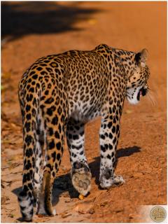 Wilpattu Safari Resort - Wilpattu - 9