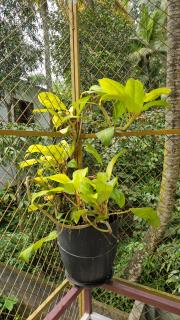 ThekkadyPknhomes - 9