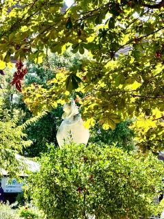 Le Colombier de Cyrano et Roxane - 8