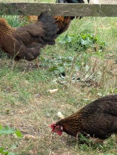 Brampton Dales Farm - 6