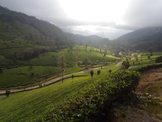 Jungle View Homestay Anakulam - 8