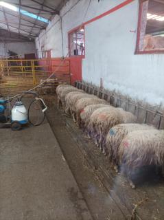 Agriturismo - fattoria didattica Caratozzolo - 3