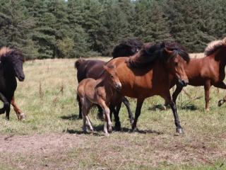 4 person holiday home in Blokhus-By Traum - 3