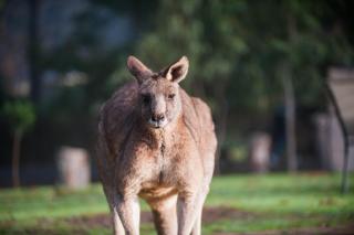 Gariwerd Motel - Halls Gap - 1