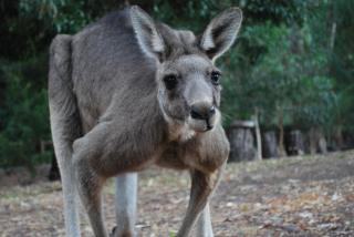 Gariwerd Motel - Halls Gap - 5