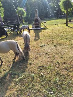 B&B de Vrijheid en de Ruimte in Steenbergen - Steenbergen - 4