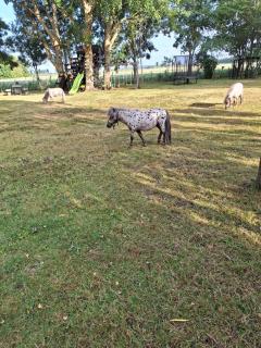 B&B de Vrijheid en de Ruimte in Steenbergen - Steenbergen - 5
