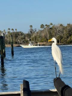 Saltys Retreat with a 50 Ft Dock at Crystal River - 0