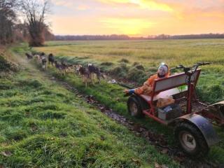 Studio mezzanine chez des mushers - 2