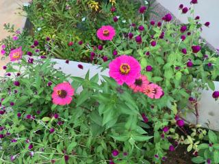 Coco Vanille Chalets - 7