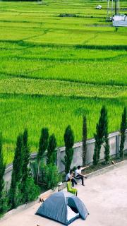 Campsite for Ziro Music Festival with Pigey Poro - - 5