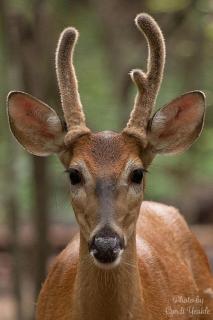 Secluded Cabin - Games, Fire Pit, Hot Tub, Pet OK - 6