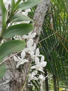 Rasara Home Stay - 8