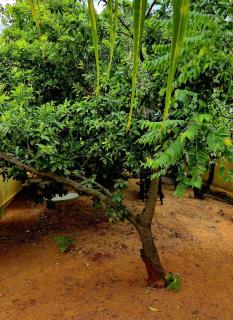 Vedanta HomeStay Pool Garden Arunachala - 5