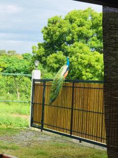 Lake Wind Resort & Restaurant - 5