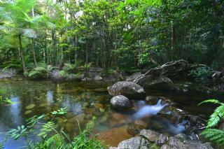 Daintree Cascades - 1