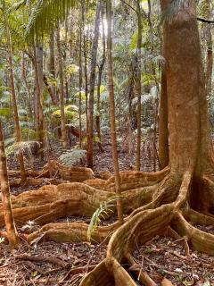 Nightcap Ridge - Byron Bay Hinterland - 6