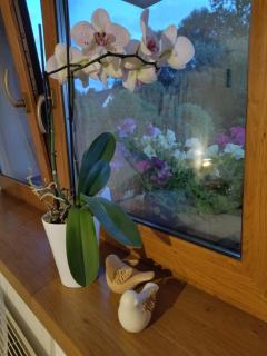 Apartament Gaya - 5
