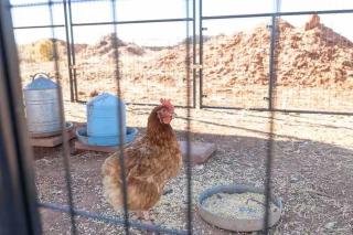 Cozy Country Easy Peasy - 1