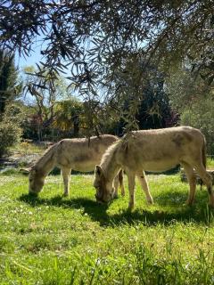 Belle vue avec piscine sécurisée - 5