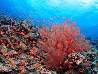 seacom ikemajima - 8