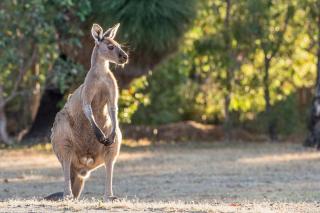 Acorn Delight - Tranquil Retreat by the Golf Course - 8