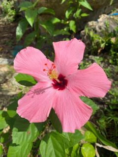 Goofy Surf House - Burgos Siargao Island - 3