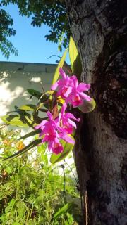 Chalé Orquídea Praia de Meaípe - Guarapari, Espírito Santo - 6
