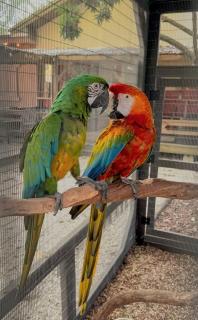 Exclusive Lake Tiny House in Beautiful Japanese Garden - 5