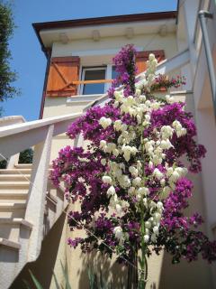 Apartment Vanilla - Borovići - 3
