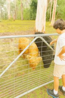 Fun Family Escape with Highland Cows - 0