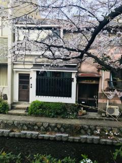 花見 高瀬川 - 1