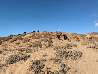 Dar Shem's - Diors el Janoub - Aglou plage - 4