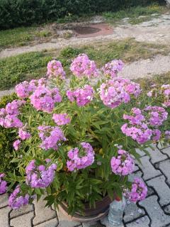 Apartman HAX - Sjenica - 5