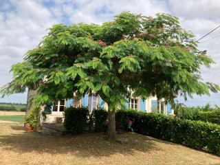 Silk Tree - 2