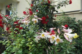 Pension Vogtländer - Plauen - 4