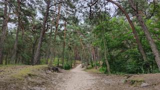 Apartament Bursztynowy Jantar 2 pokojowy z ogrodzonym tarasem przy nadmorskim lesie - 4