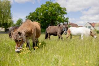 Ferienbauernhof Ohr - 2