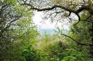 16th Century Cottage With Ancient Woodland Views - 3