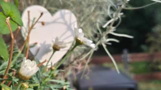 La casa delle margherite - Tirano - 1