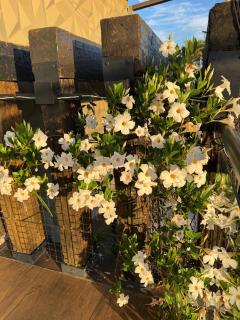 Pousada Carro de Boi - 6