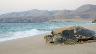 Pink Beaches Guest Houses - Al Ḩadd - 2