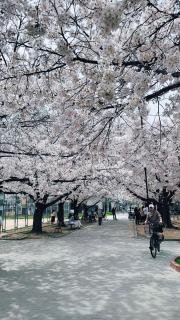 福助桜和小築 - 6