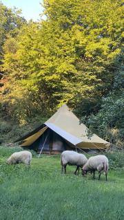 SENSI - glampingtenten midden in de bossen - 9