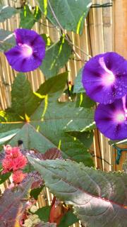 Le Jardin D' Épicure - 6